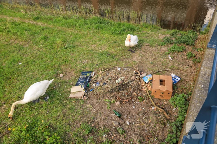Broedende zwaan bekogeld