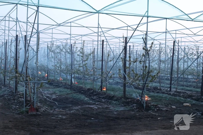 Kersenbomen roken zorgt voor flinke rookontwikkeling