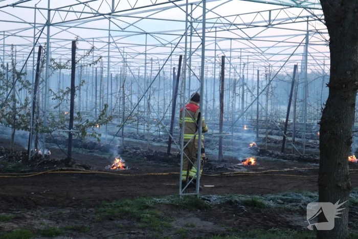Kersenbomen roken zorgt voor flinke rookontwikkeling