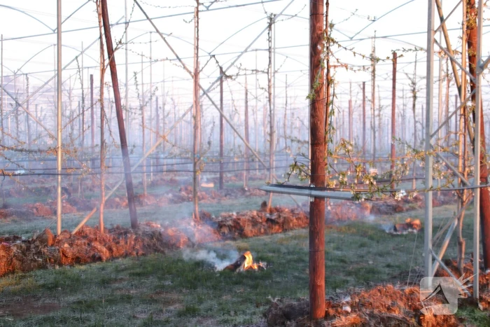 Kersenbomen roken zorgt voor flinke rookontwikkeling