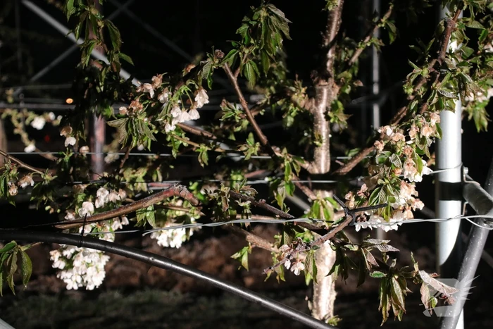 Nachtwerk voor fruitkwekers door vorst