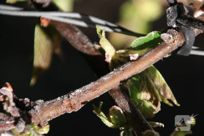 Nachtwerk voor fruitkwekers door vorst