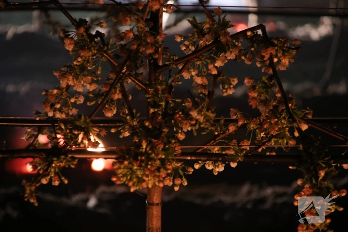 Nachtwerk voor fruitkwekers door vorst