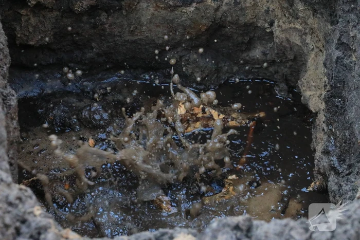 Wortels bomen doorboren waterleiding