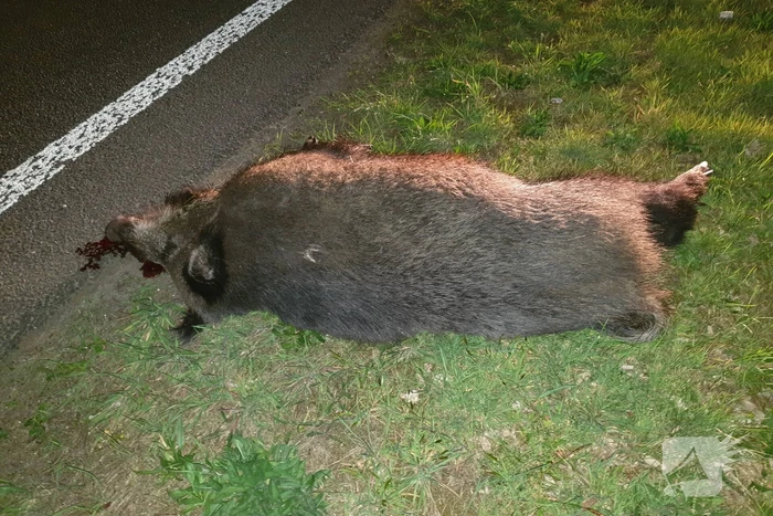 Wild zwijn doodgereden