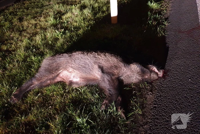 Wild zwijn doodgereden