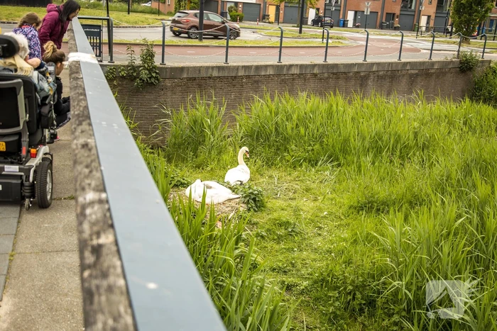 Eieren bekogelde zwanen uitgekomen