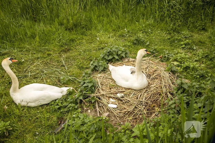 Eieren bekogelde zwanen uitgekomen