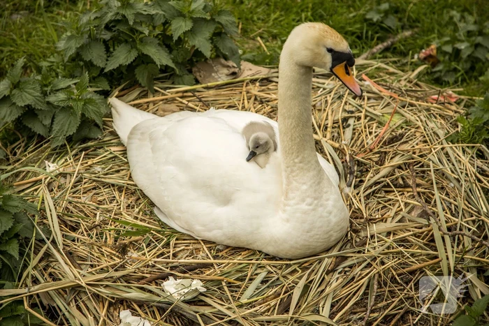 Eieren bekogelde zwanen uitgekomen