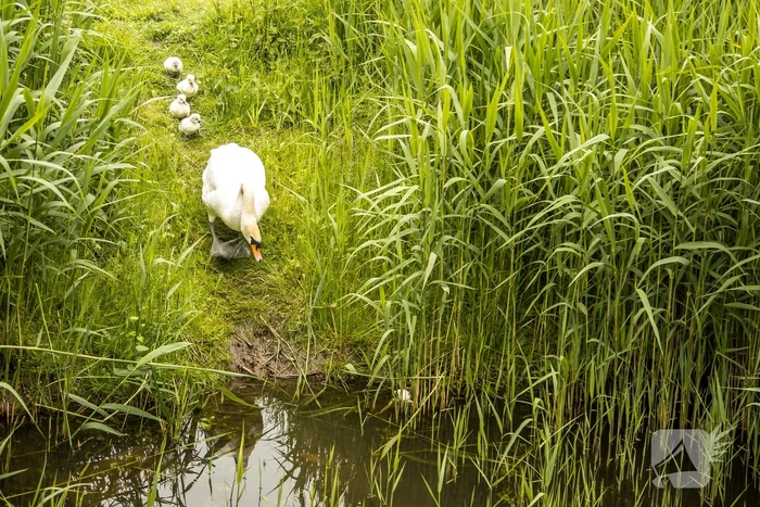 Eieren bekogelde zwanen uitgekomen