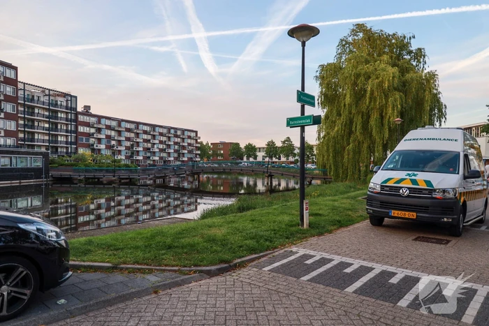 Dode meerkoet-moeder uit nest gehaald