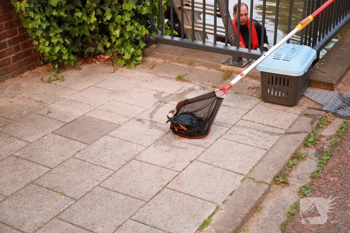 Dode meerkoet-moeder uit nest gehaald