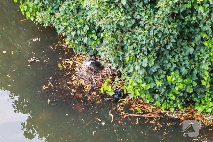 Dode meerkoet-moeder uit nest gehaald