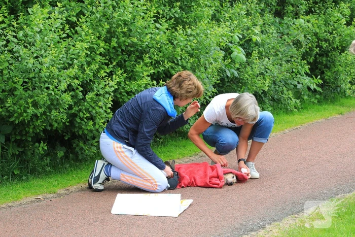 Hondje aangevallen door uitgebroken herder