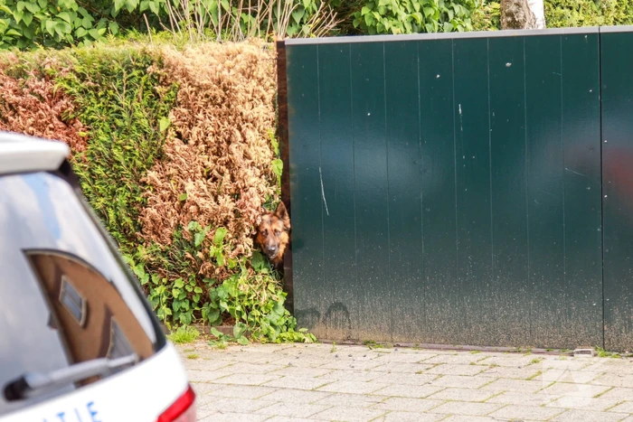 Hondje aangevallen door uitgebroken herder