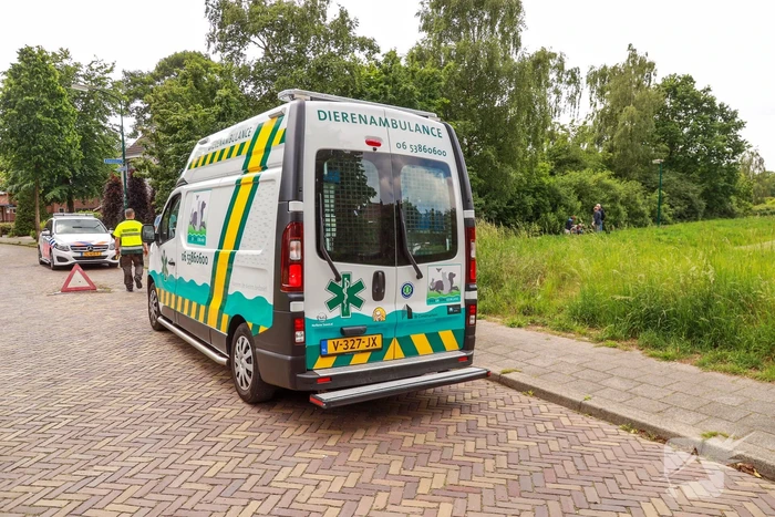 Hondje aangevallen door uitgebroken herder