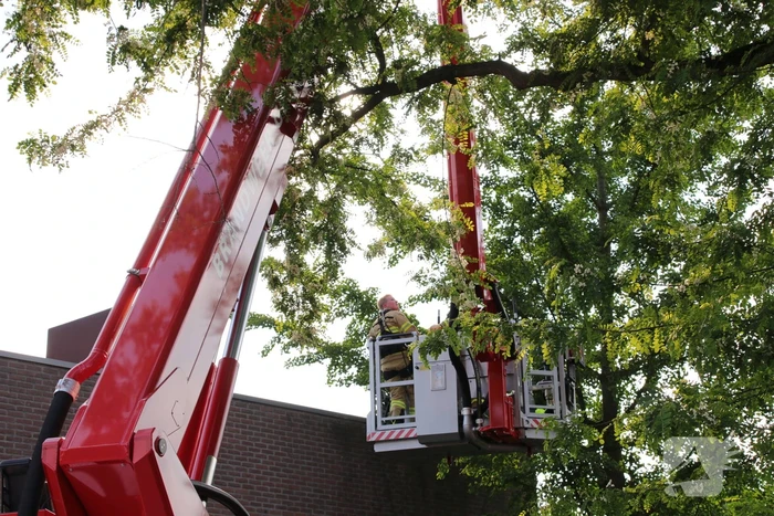 Poes wordt gewekt door de brandweer en vlucht het dak op