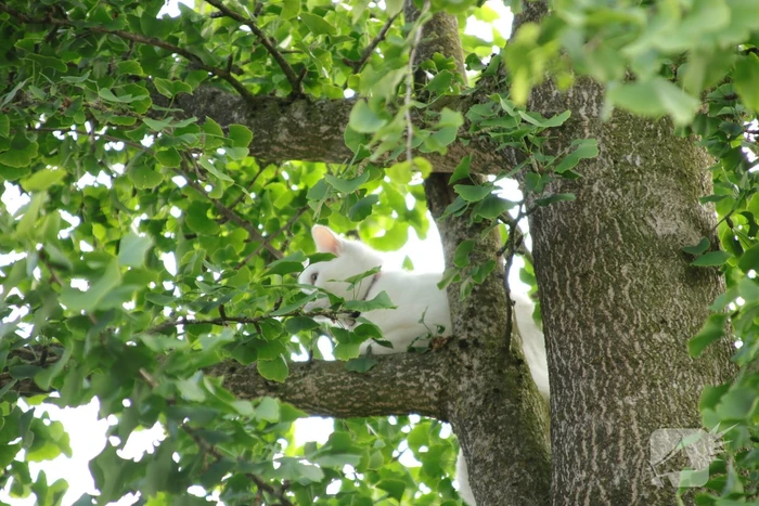 Poes wordt gewekt door de brandweer en vlucht het dak op