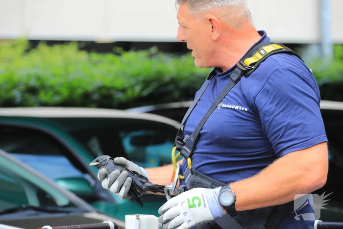 Vogel vliegt tegen raam en zit vast