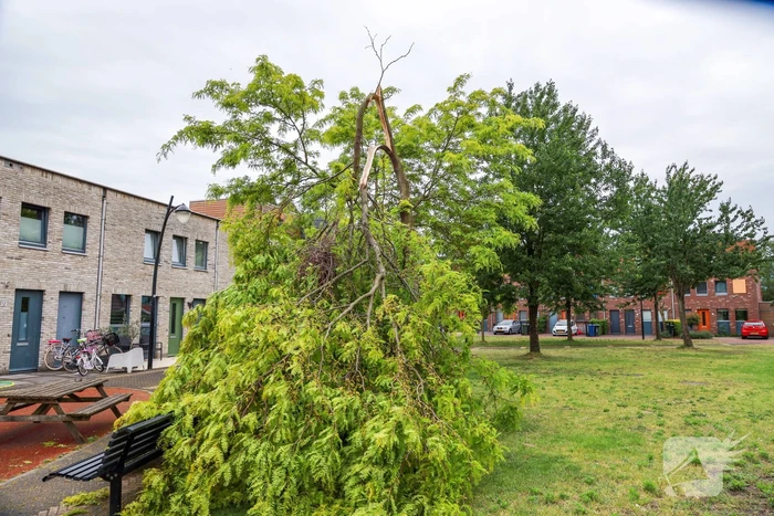 Boom omgeknakt door storm