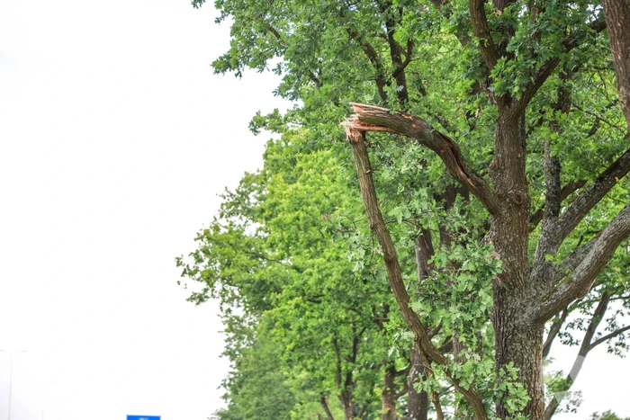 Flinke tak boven fietspad breekt af
