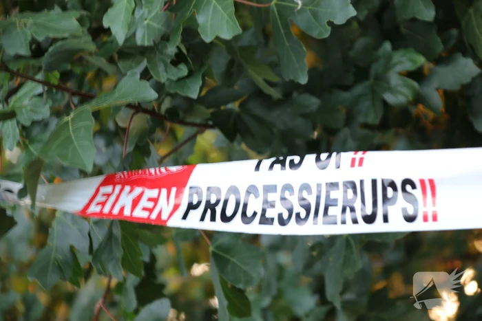 Eikenprocessierups ook in Barneveld