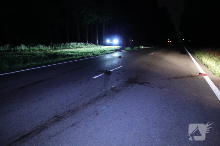 Overstekend zwijn overleden na aanrijding
