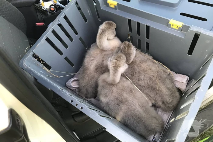 Familie Zwaan in de berm gehouden
