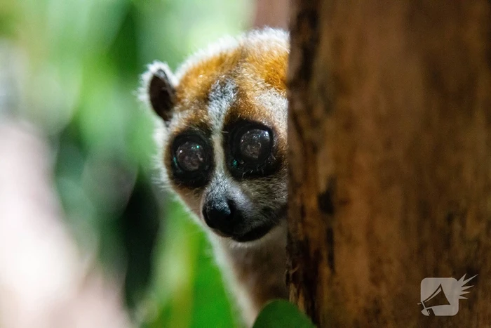 DierenPark Amersfoort verwelkomt plompe lori