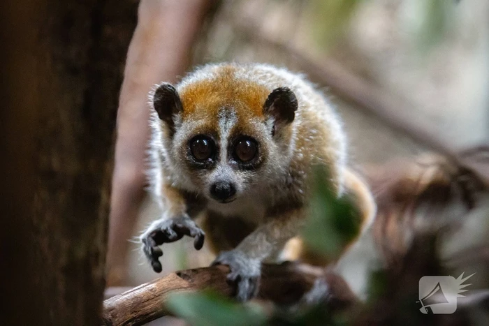DierenPark Amersfoort verwelkomt plompe lori