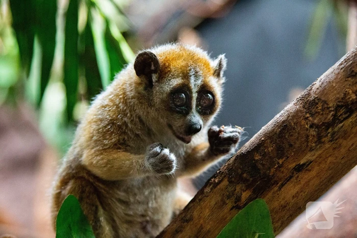 DierenPark Amersfoort verwelkomt plompe lori