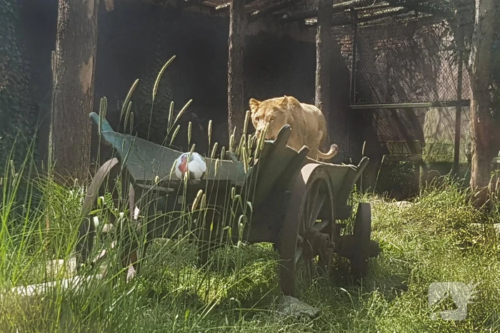 Leeuwinnen in DierenPark Amersfoort trappen halve finale vrouwenvoetbal af