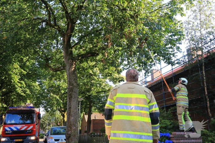 Los hangende takken verwijderd