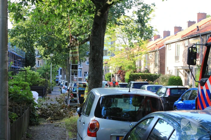 Los hangende takken verwijderd
