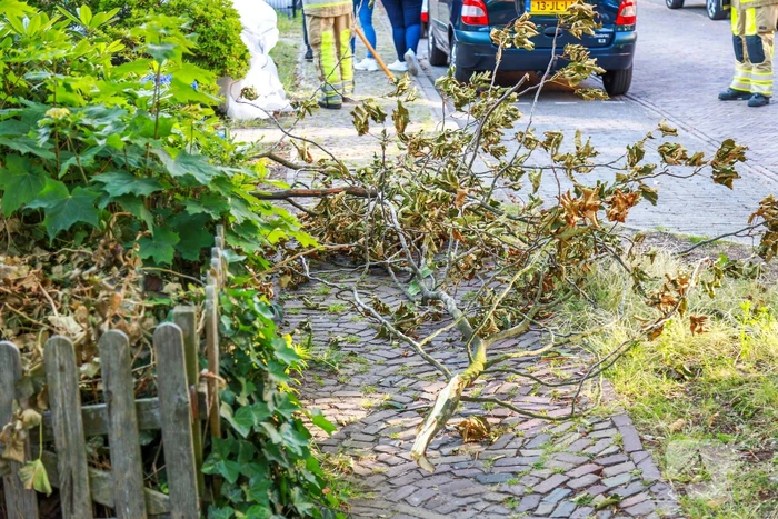 Los hangende takken verwijderd