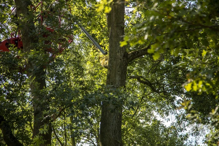 Bestrijders eikenprocessierups volop bezig