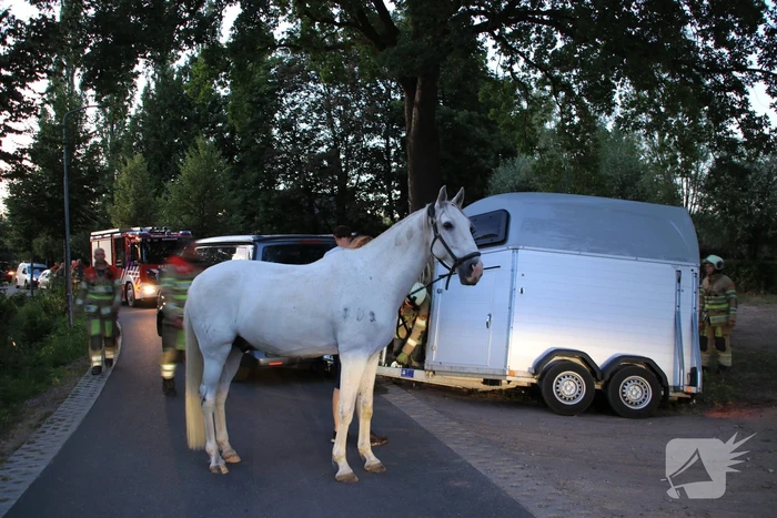 Paardentrailer met paarden belandt in de sloot