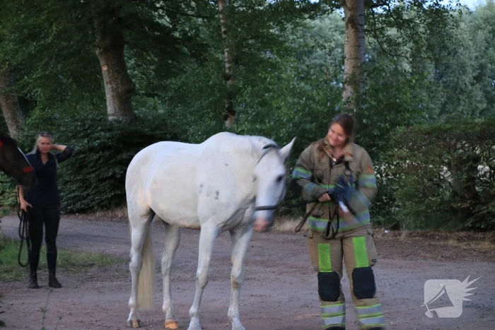 Paardentrailer met paarden belandt in de sloot