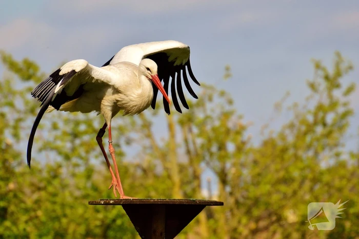 Gratis naar DierenPark Amersfoort voor kersverse moeders