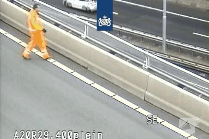 Fileleed door loslopende kat