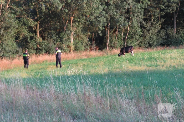 Losgebroken koe langs oprit naar Amersfoort
