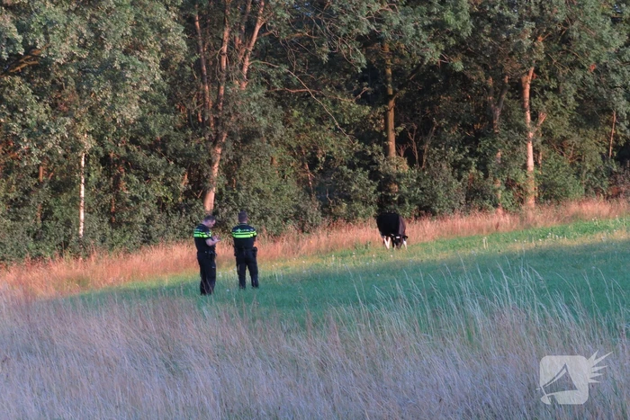 Losgebroken koe langs oprit naar Amersfoort