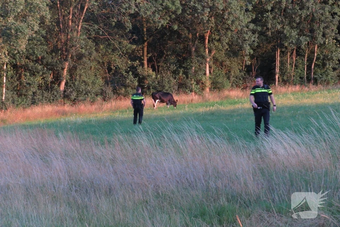 Losgebroken koe langs oprit naar Amersfoort