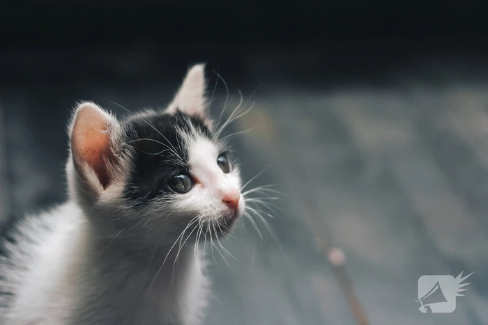 Vijf weken oude kitten achtergelaten in vuilcontainer