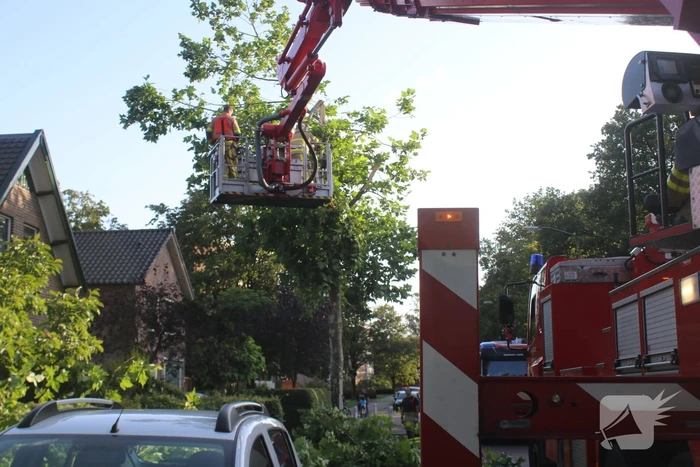 Boom deels verwijderd door stormschade