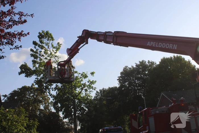 Boom deels verwijderd door stormschade