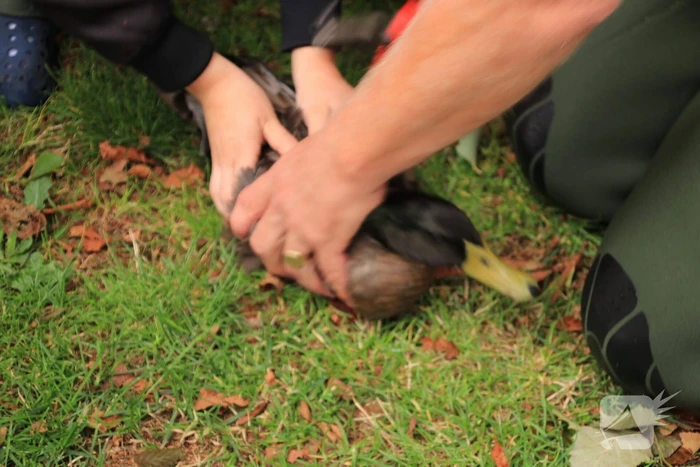 Jeugd helpt dierenambulance met redden van eend