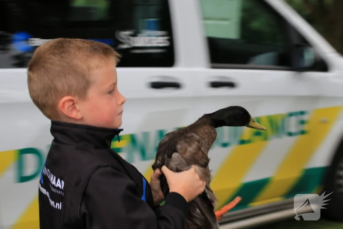 Jeugd helpt dierenambulance met redden van eend