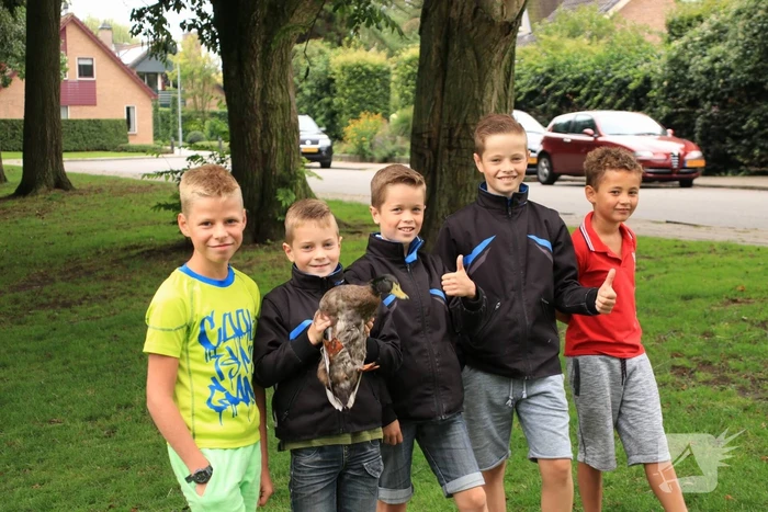 Jeugd helpt dierenambulance met redden van eend