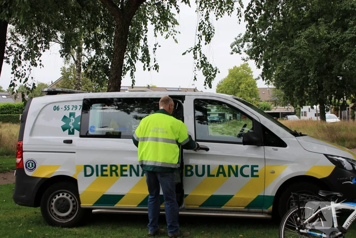 Jeugd helpt dierenambulance met redden van eend